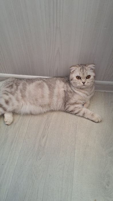 Ищем кота для вязки