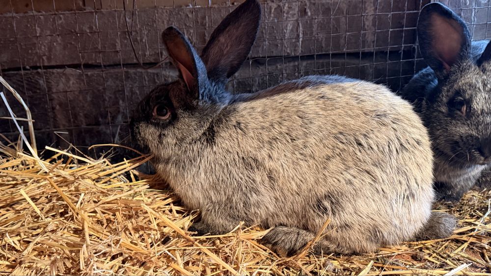 Кролики серебро