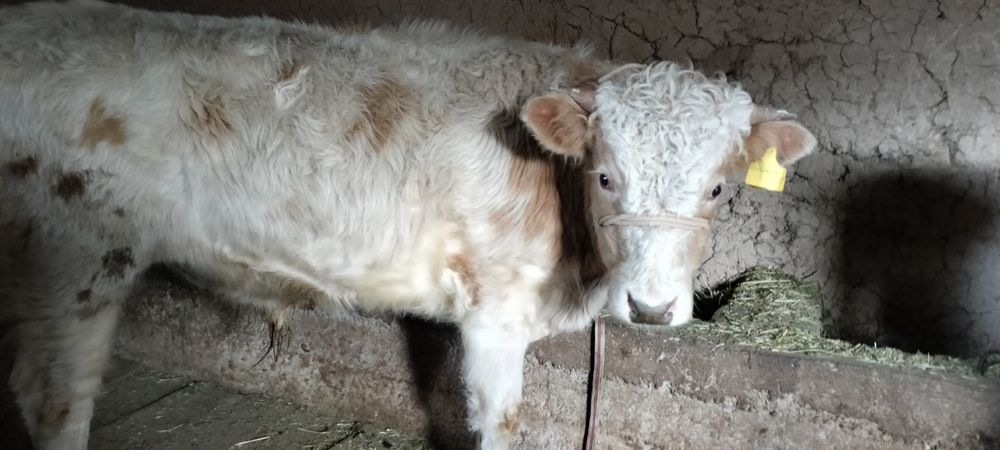 Парода өгіздер сатылады