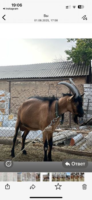 Алпі теке сатылады