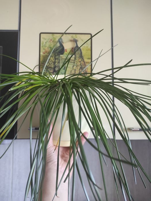 Молочай беложилковый