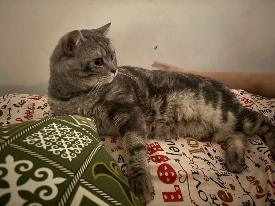 Отдам кота в хорошие руки