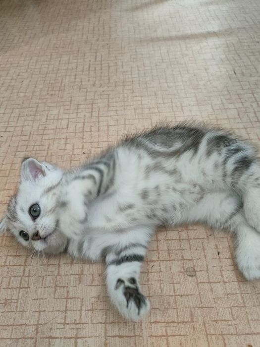 Продам катенка...