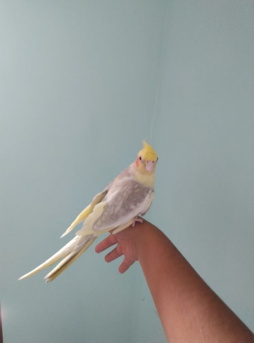 Ruchnoy karela sotiladi