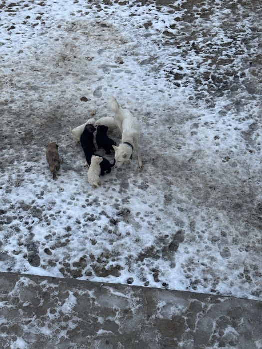 Продам щенков 2 месяца