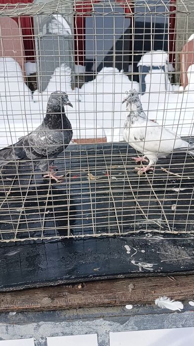 Голуби пакистанцы