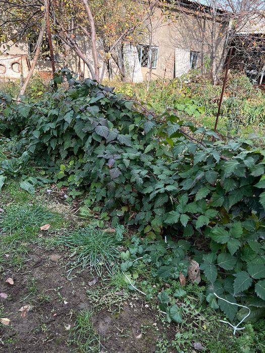 Ежевика Доил двух летка