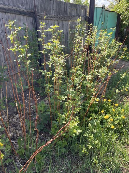 Продам дачу. Общество ,,Ромашка,, В Сортировке