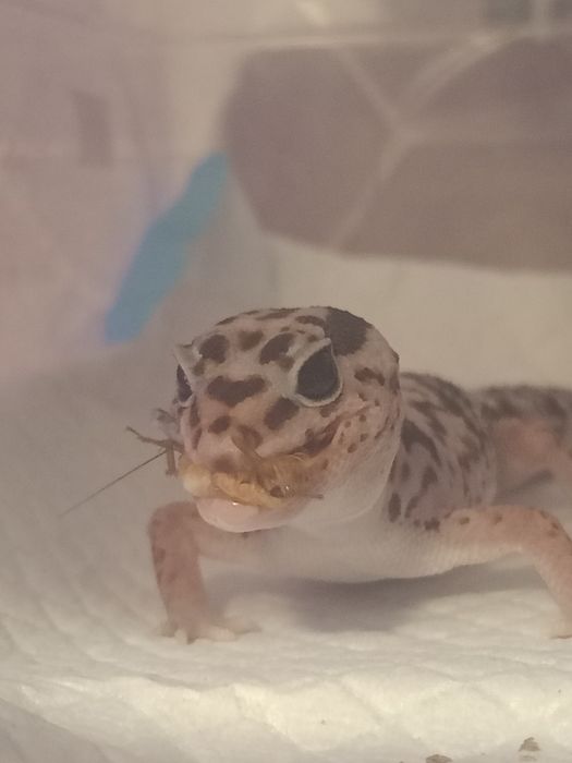 Гемитеконис самка