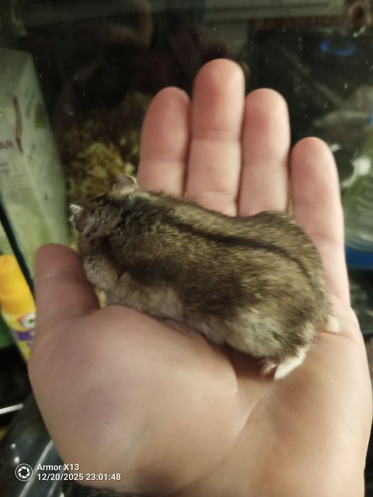 Мини  хамстери, много игриви.