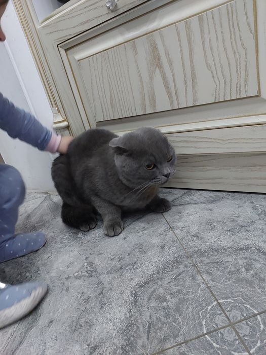 Qinli qiz va sikli qiz