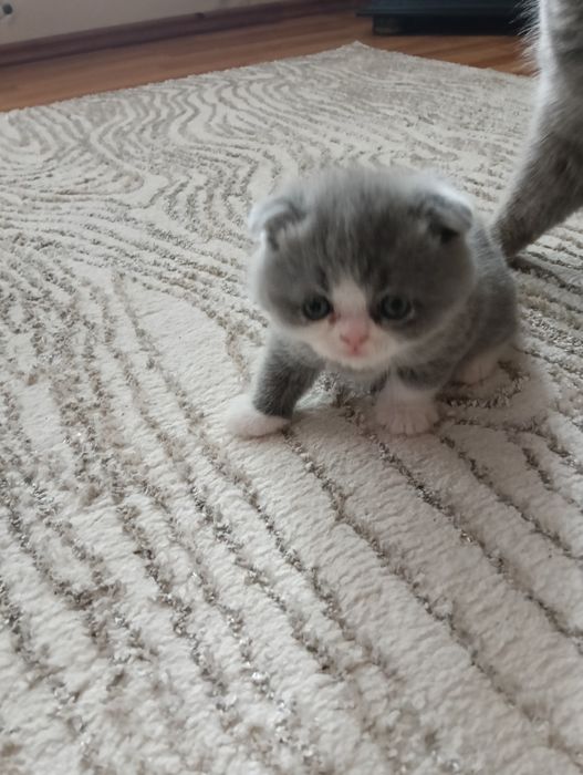 Pisica Scottish Fold
