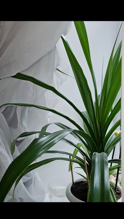 Панданус отросток цветы