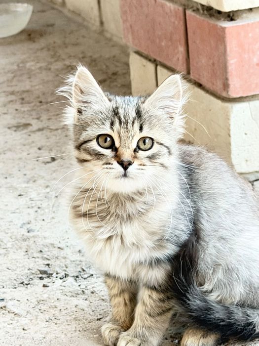 Отдам бесплатно котенка