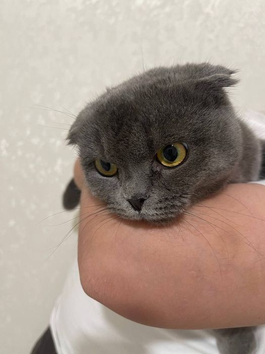 Britanski skotish fold sotiladi