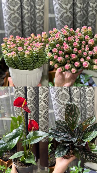 Комнатные  цветы от 2500