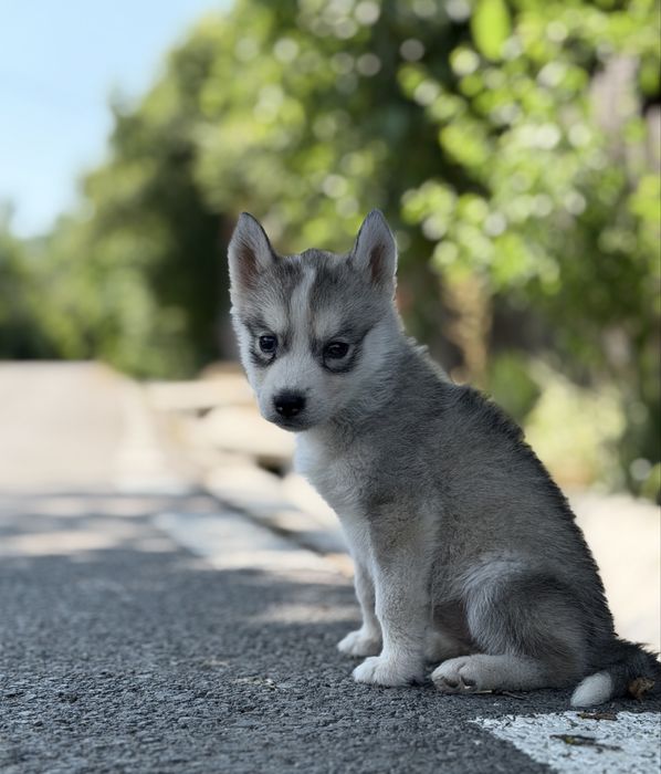 Pui femela rasa husky siberian!