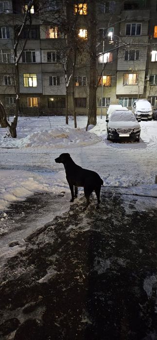 Пропала собака по кличке Гира