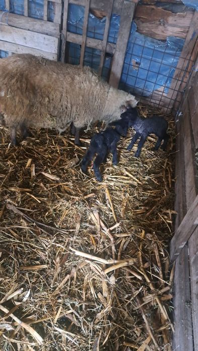 De vânzare 14 oi gestante , au început să fete