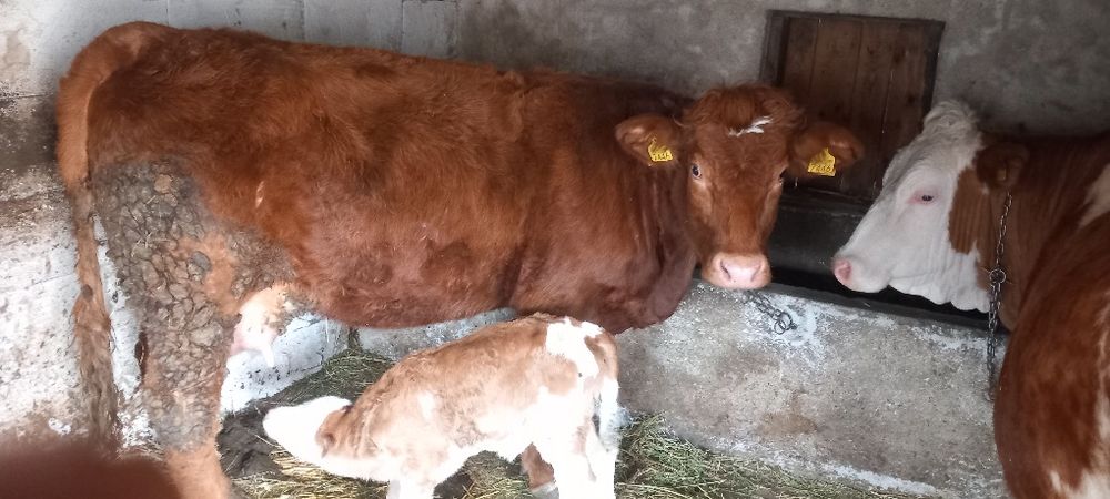 Vaca Limousine metis la prima fatare