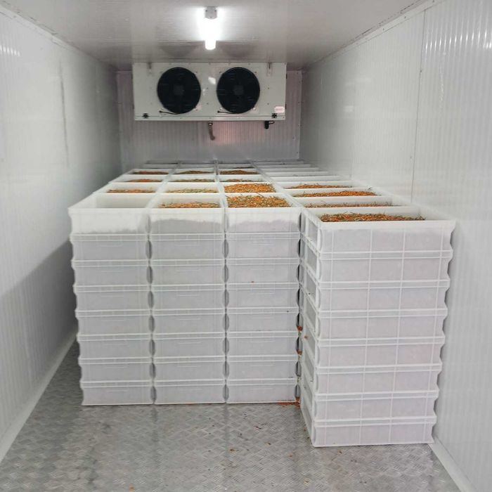 Продажа ягод облепихи, оптом