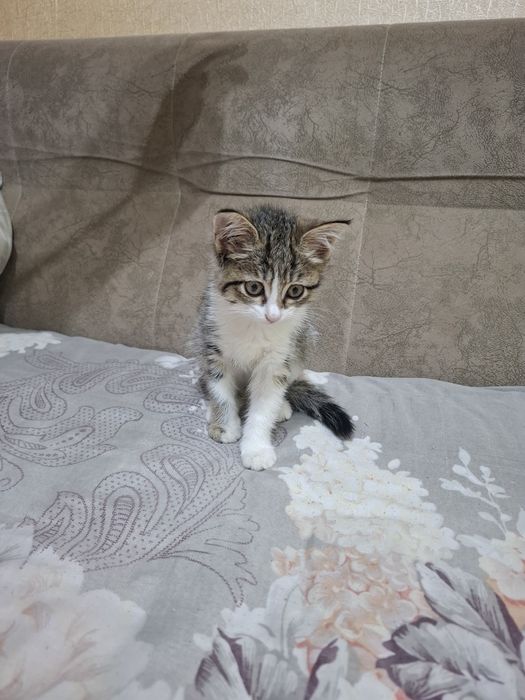 Кошка маленькая девочка