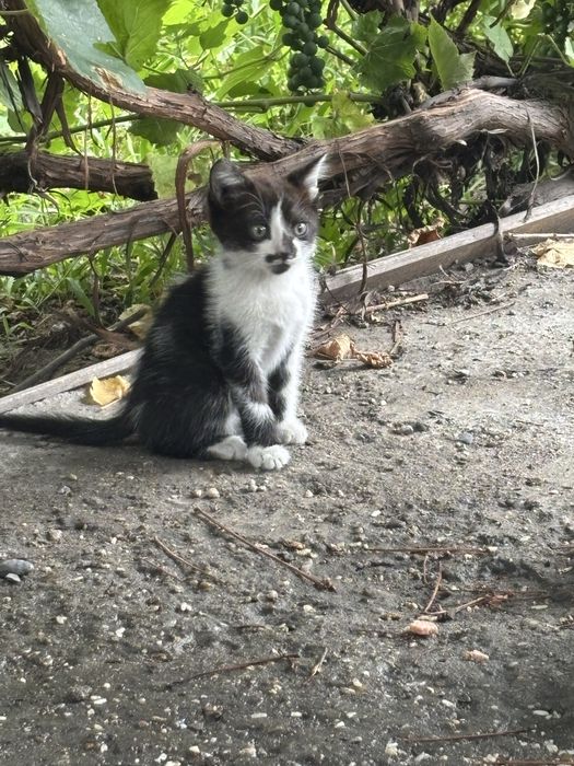 Отдаем котят бесплатно