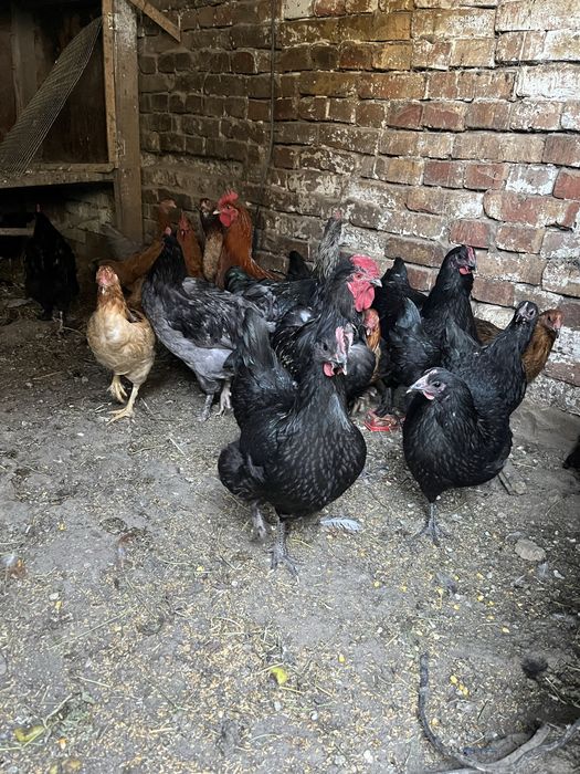 Куры домашние продам