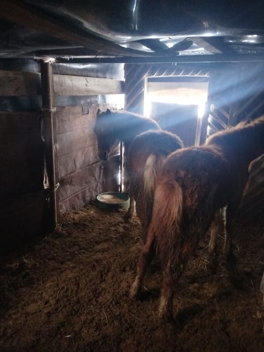 Срочно  ваз 2114   Тай  сатамын