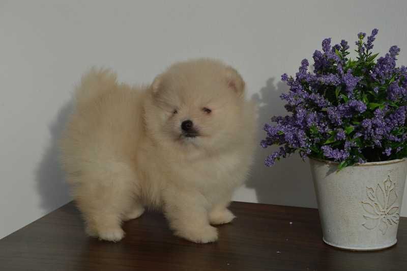 Померан мини продавам мъжко