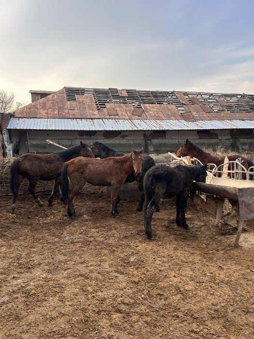 Согымга жылкы сатылады