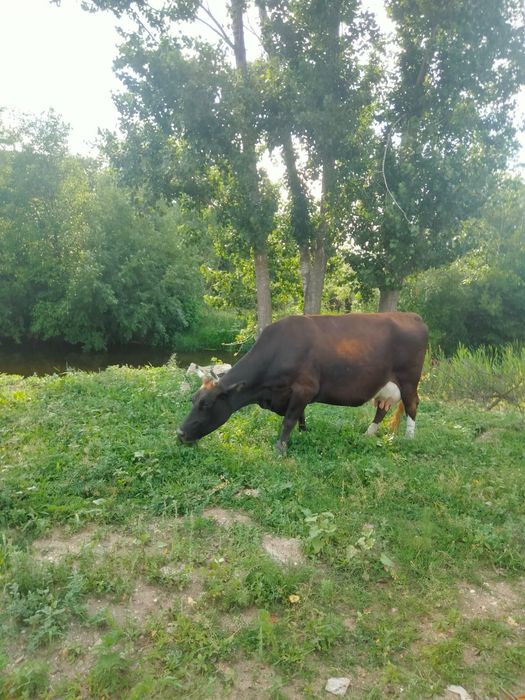 Vând vaca de lapte