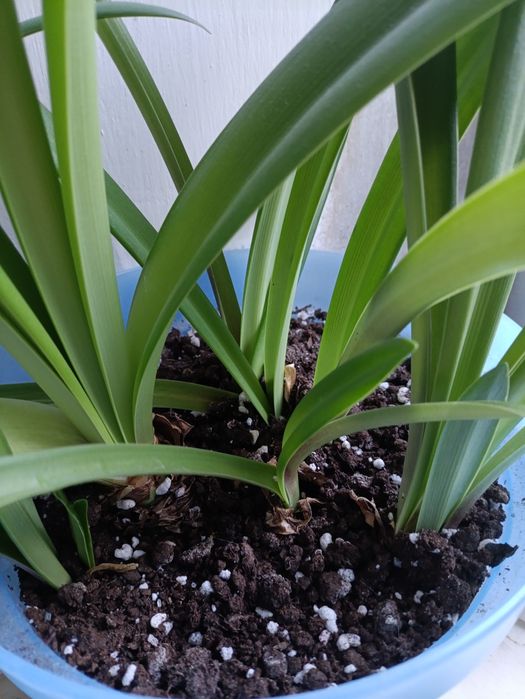 Комнатный цветок