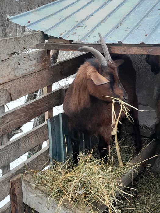 Vand capre rasa alpina