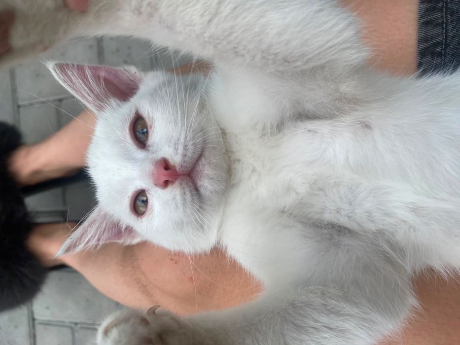 котенок , Город алматы , мальчик !!