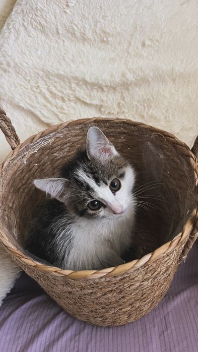 Ласковый котёнок в добрые руки