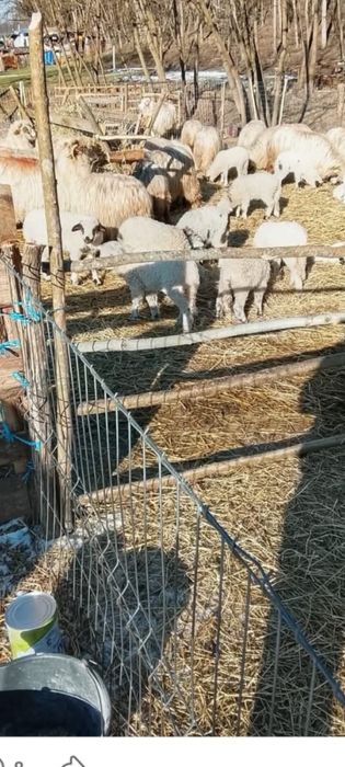 Vand oi cu miei , detalii la telefon