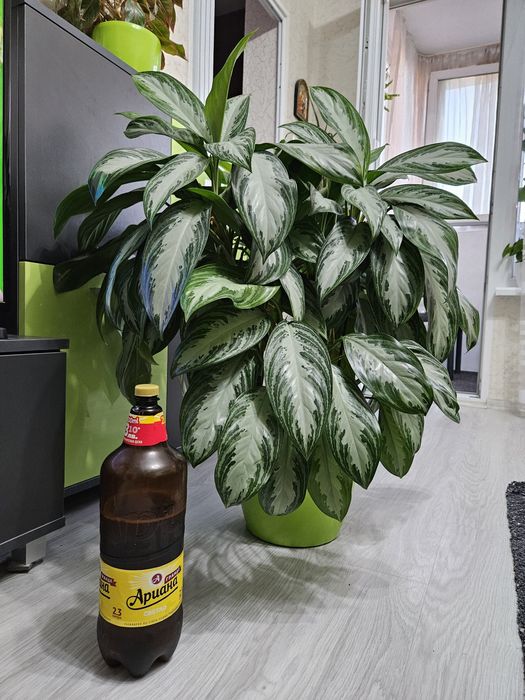 Аглаонема – 6 стъбла, около 90 см височина!

Отглеждана с