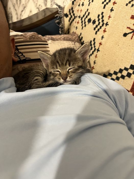 Котенок бесплатно