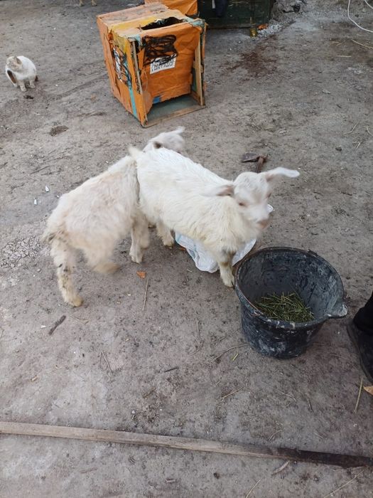 Продам коз, козлов и козлят