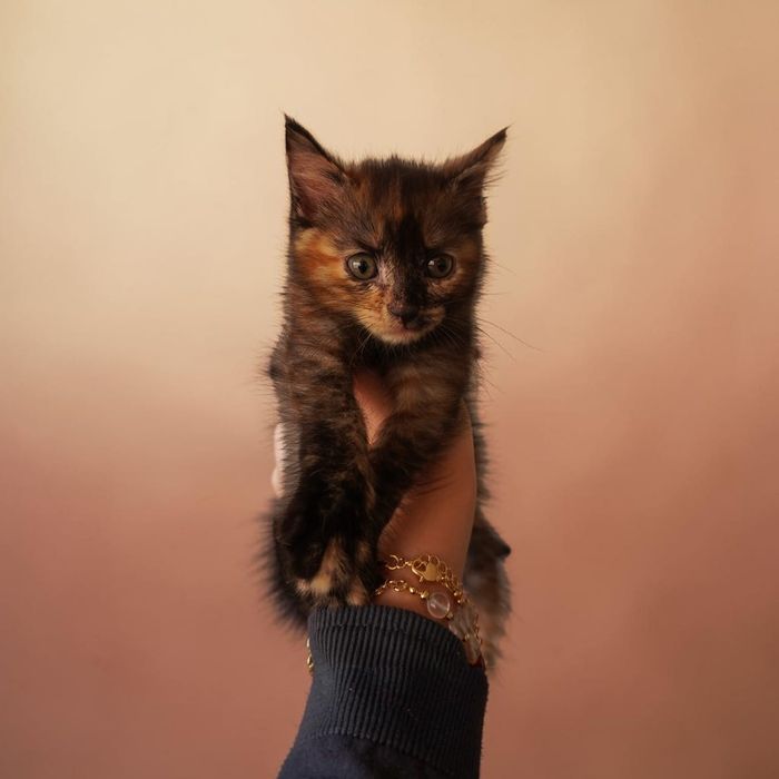 Ищет дом и семью котенок-девочка