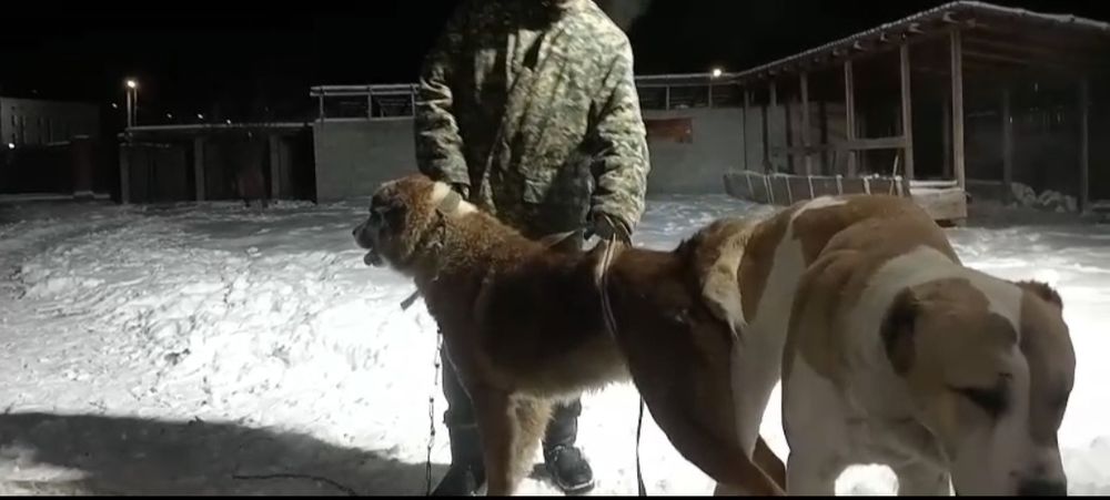 Күшік сатылады линия бар