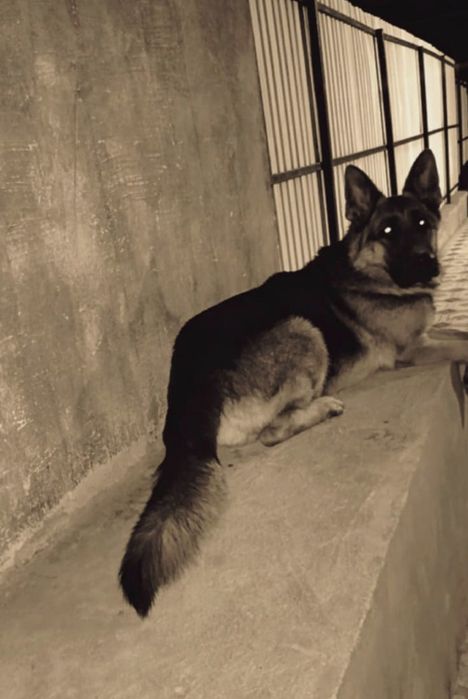 Немецские овчарки