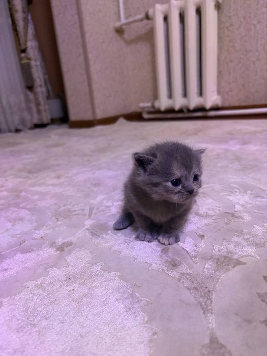 Готовятся к продаже котята скотиш фолд и скотиш страйт  девочка