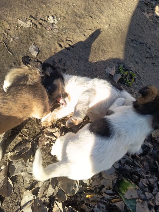 GRATIS 5 Cățelușe talie mica-medie adoptie