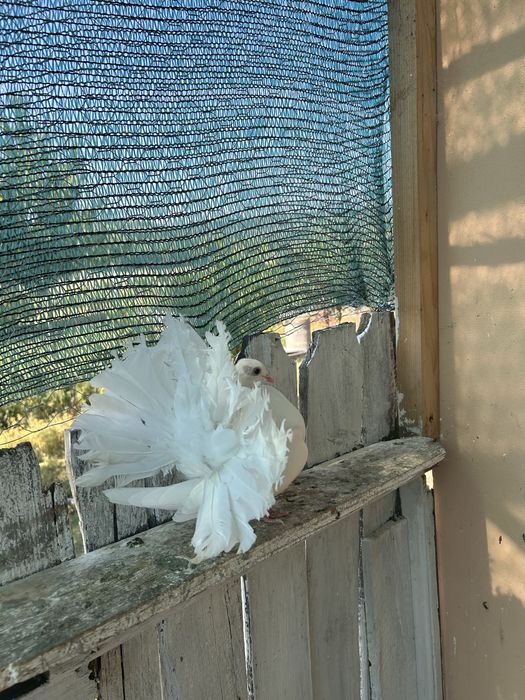 Porumbeii rotatii
