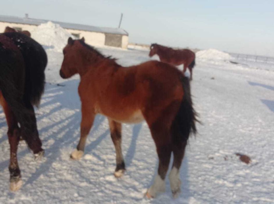 Продам согым, 5 лошадей