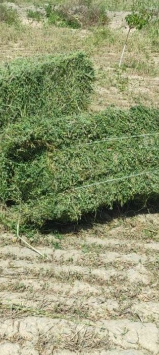 1 chi orim Беда сотилади  когон