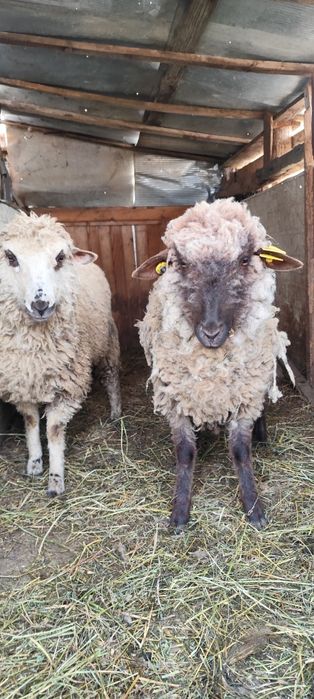 Vând 2 oi  foarte frumoase