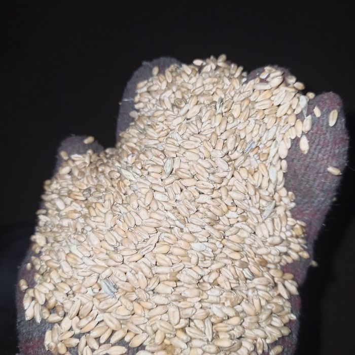 Пшеница  пшеница.